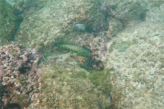 Soapfish - Mottled Soapfish - Rypticus bicolor