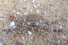 Crabs - Red Rock Crab - Grapsus grapsus