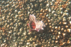 Crabs - Elegant Hermit Crab - Aniculus elegans