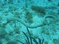 Moray - Sharptail Eel - Myrichthys breviceps