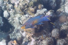 Hogfish - Spanish Hogfish - Bodianus rufus