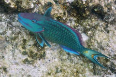 Parrotfish - Stoplight Parrotfish - Sparisoma viride