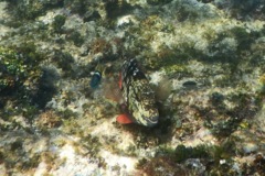 Parrotfish - Stoplight Parrotfish - Sparisoma viride