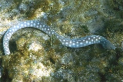 Moray - Sharptail Eel - Myrichthys breviceps