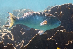 Parrotfish - Yellowtail Parrotfish - Sparisoma rubripinne