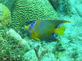 Angelfish - Queen Angelfish - Holacanthus ciliaris