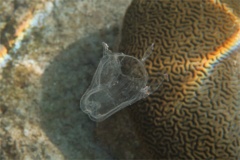 Jelly Fish - Sea Wasp - Carybdea alata