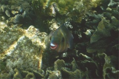 Parrotfish - Redband Parrotfish - Sparisoma aurofrenatum