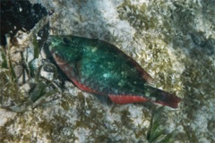 Parrotfish - Redband Parrotfish - Sparisoma aurofrenatum