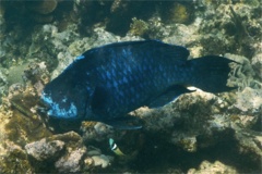 Parrotfish - Midnight parrotfish - scarus coelestinus