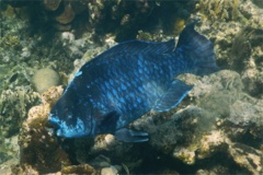 Parrotfish - Midnight parrotfish - scarus coelestinus