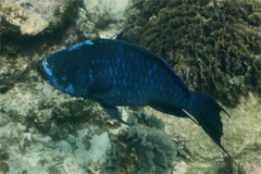 Parrotfish - Midnight parrotfish - scarus coelestinus