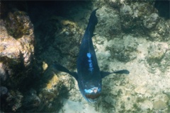 Parrotfish - Midnight parrotfish - scarus coelestinus