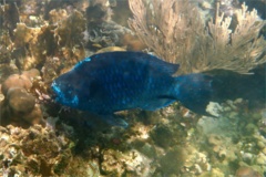 Parrotfish - Midnight parrotfish - scarus coelestinus