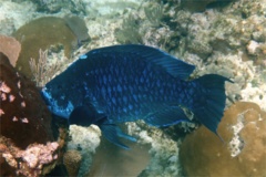 Parrotfish - Midnight parrotfish - scarus coelestinus