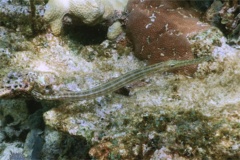 Trumpetfish - Trumpetfish - Aulostomus maculatus