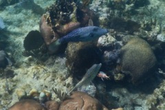 Filefish - Scrawled Filefish - Aluterus scriptus