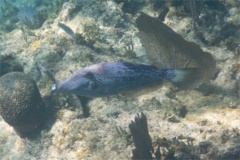 Filefish - Scrawled Filefish - Aluterus scriptus