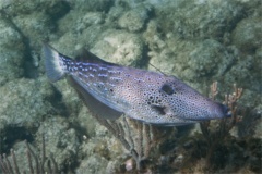 Filefish - Scrawled Filefish - Aluterus scriptus