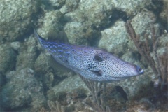 Filefish - Scrawled Filefish - Aluterus scriptus