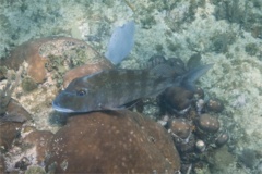 Porgies - Jolthead Porgy - Calamus bajonado