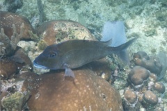 Porgies - Jolthead Porgy - Calamus bajonado