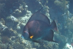 Angelfish - Gray Angelfish - Pomacanthus arcuatus