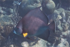 Angelfish - Gray Angelfish - Pomacanthus arcuatus