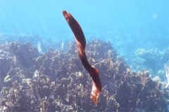 Moray - Goldentail Moray - Gymnothorax miliaris