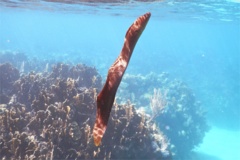 Moray - Goldentail Moray - Gymnothorax miliaris