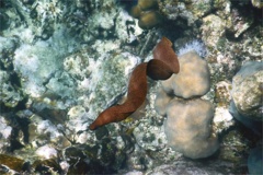 Moray - Goldentail Moray - Gymnothorax miliaris