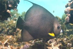 Angelfish - Gray Angelfish - Pomacanthus arcuatus