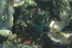 Anemones - Giant Sea Anemone - Condylactus gigantea