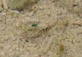 Damselfish - Night Sergeant - Abudefduf taurus