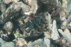 Anemones - Giant Sea Anemone - Condylactus gigantea