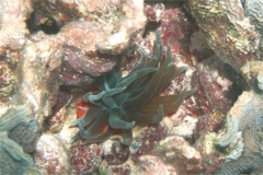 Anemones - Giant Sea Anemone - Condylactus gigantea