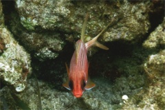 Squirrelfish - Longspine Squirrelfish - Holocentrus rufus