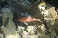 Squirrelfish - Longspine Squirrelfish - Holocentrus rufus