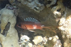 Squirrelfish - Longspine Squirrelfish - Holocentrus rufus