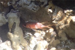 Squirrelfish - Longspine Squirrelfish - Holocentrus rufus