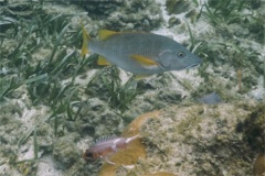 Snappers - Schoolmaster - Lutjanus apodus