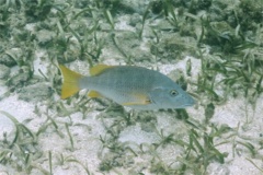 Snappers - Schoolmaster - Lutjanus apodus