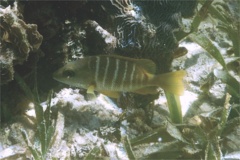 Snappers - Schoolmaster - Lutjanus apodus