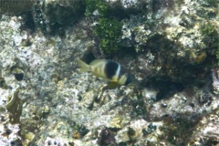 Hamlets - Barred Hamlet - Hypoplectrus puella