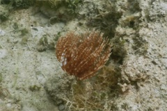 Featherduster Worms - Magnificent Feather Duster - Sabellastarte magnifica