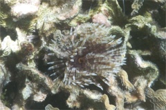 Featherduster Worms - Magnificent Feather Duster - Sabellastarte magnifica