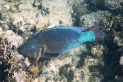 Parrotfish - Rainbow Parrotfish - Scarus guacamaia