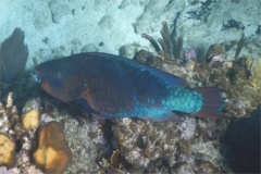 Parrotfish - Rainbow Parrotfish - Scarus guacamaia