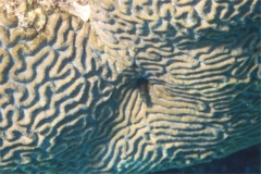 Blennies - Spinyhead Blenny - Acanthemblemaria spinosa