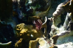 Featherduster worms - Split-crown Featherduster - Anamobaea orstedii